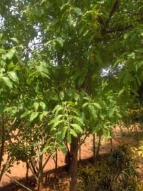 Bois de santal (photo)